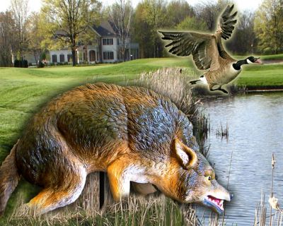 Image showing  30 in. 3D Coyote Decoy, Lifelike Predator