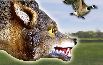 Image showing  30 in. 3D Coyote Decoy, Lifelike Predator