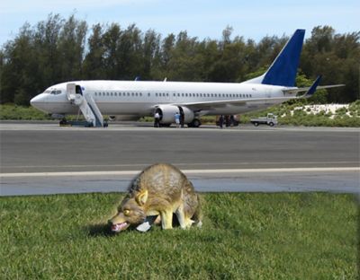 Image showing  30 in. 3D Coyote Decoy, Lifelike Predator