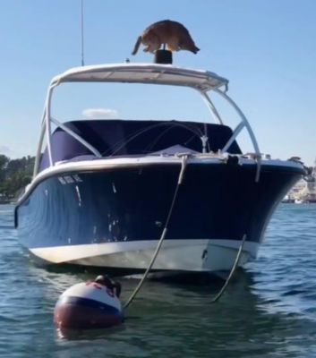 Image showing 5 th Bird-X 30 in. 3D Coyote Decoy, Lifelike Predator