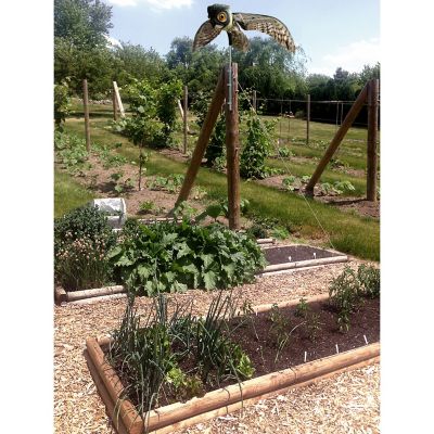 Image showing  6 in. Flying Owl Decoy with Moving Wings