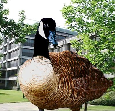 Image showing  GooseBuster Electronic Canada Geese Repeller for Lawns, Lakes, Ponds and Golf Courses, 2 Acre