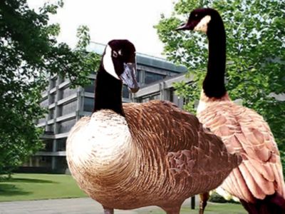 Image showing  1 gal. Bird Stop Bird Repellent Concentrate