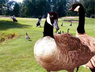 Image showing  1 gal. Bird Stop Bird Repellent Concentrate