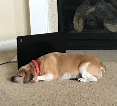 Image showing  Cozy Pet Warmer Safe Pet Space Heater 200 Watts Dogs Cats