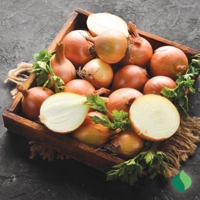 Image showing  Onion Yellow Stuttgarter Vegetable Plants, 80 pc.