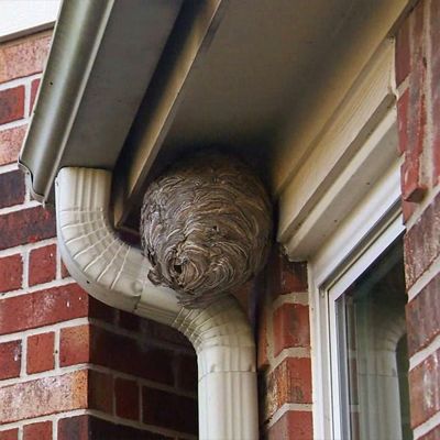 Image showing  2/18.5 oz. Wasp and Hornet Killer Aerosol Spray