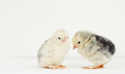 Image showing  Live Light Brahma Chickens, 10 ct. Baby Chicks