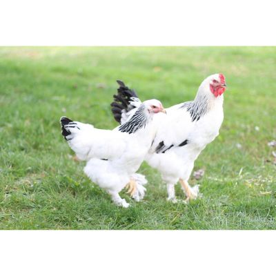 brahma chicken in studio Stock Photo