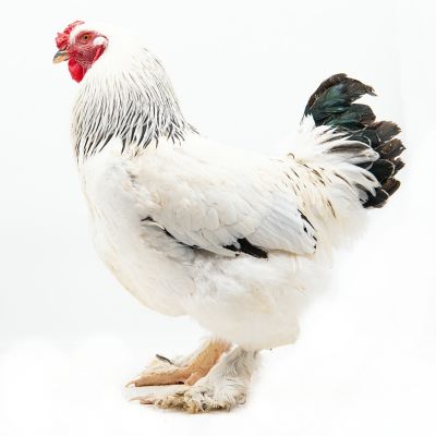 Image showing  Live Light Brahma Baby Chicks, 10 ct.