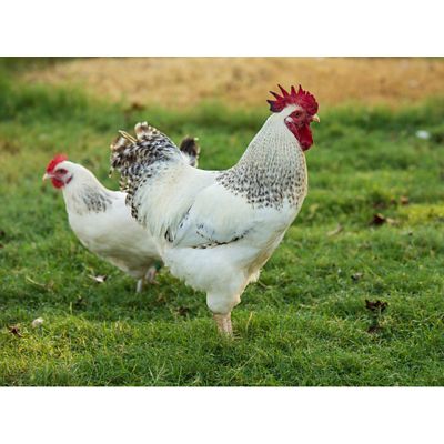 Image showing  Live Delaware Chickens, 10 ct. Baby Chicks