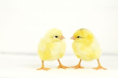 Image showing  Live Delaware Chickens, 10 ct. Baby Chicks