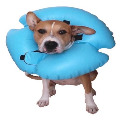 inflatable dog collar