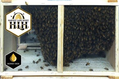 Harvest Lane Honey Live Italian Honey Bees, 3 lb. I got a Bee Hive for a Christmas present