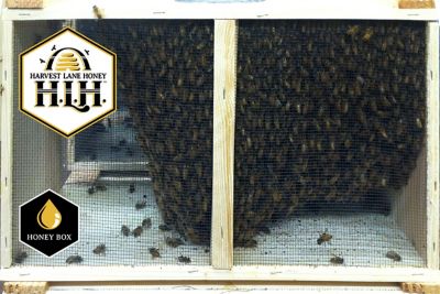 Harvest Lane Honey Live Italian Honey Bees, 3 lb.