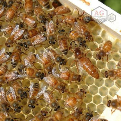 Image showing  Live Italian Honey Bees, 3 lb.