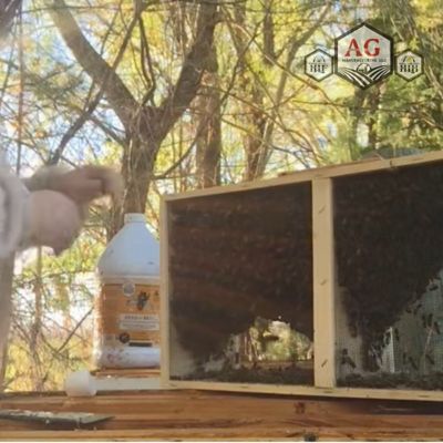 Image showing  Live Carniolan Honey Bees, 3 lb.