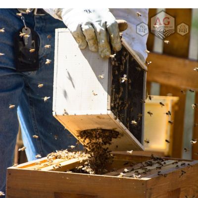 Image showing  Live Carniolan Honey Bees, 3 lb.