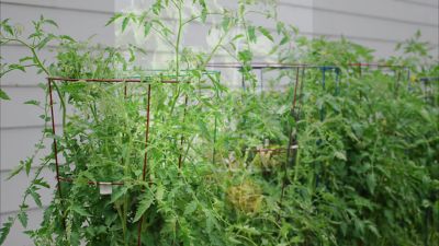 Image showing  42 in. Galvanized Tomato Cage