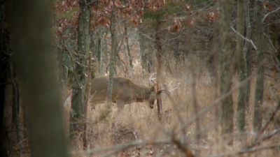 Image showing  100 lb./15 gal. Directional Deer Game Feeder