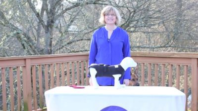 Image showing  Therapeutic Dog Anxiety Body Wrap, Rear Module