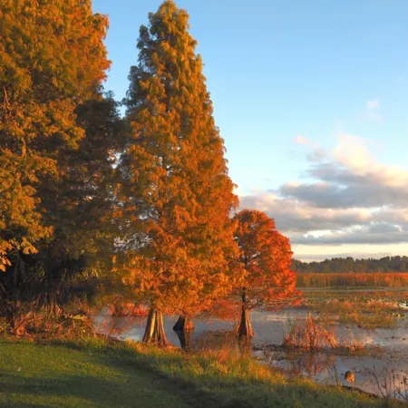 National Plant Network 3 gal Bald Cypress Trees