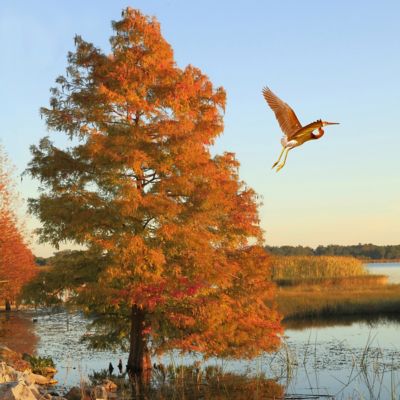 Image showing  3 gal. Bald Cypress Tree