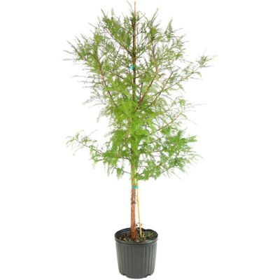 Image showing  3 gal. Bald Cypress Tree