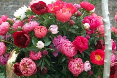 Van Zyverden Mixed Variety Peony Plant Blend, 6 Roots