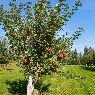 Image showing  Honeycrisp Apple Tree, 1 Root Stock