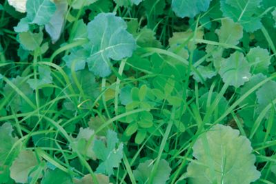 Image showing  Imperial Clover Food Plot Seed, Covers 1/2 Acre