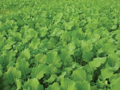 Image showing  Imperial Tall Tine Tubers Food Plot Seed, Covers 1/2 Acre