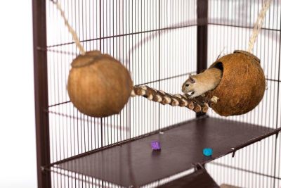 Prevue Pet Products Naturals Double Coconut Walk for Small Animals and ...