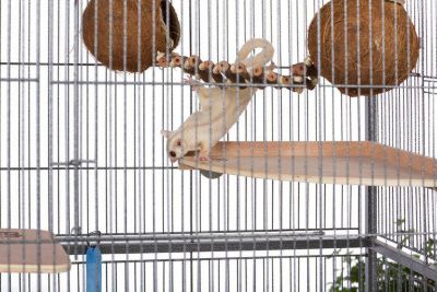 Prevue Pet Products Naturals Double Coconut Walk for Small Animals and ...