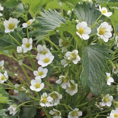 Image showing  Sweet Kiss Strawberry Plants, Bare Root, 24 pc.