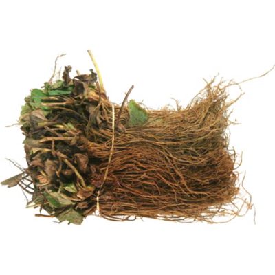 Image showing  Sweet Kiss Strawberry Plants, Bare Root, 24 pc.
