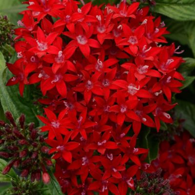 Burpee Dark Red Lucky Star Pentas Plants, 2 pc.