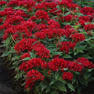 Image showing  Dark Red Lucky Star Pentas Plants, 2 pc.