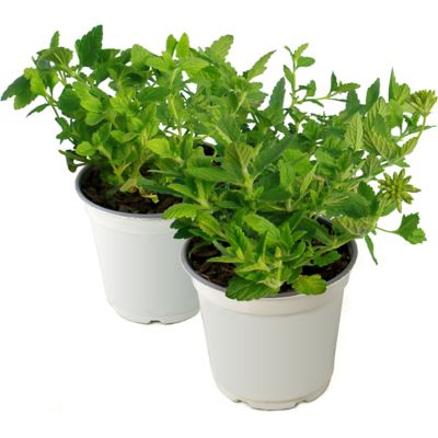 Image showing  Dark Red Lucky Star Pentas Plants, 2 pc.