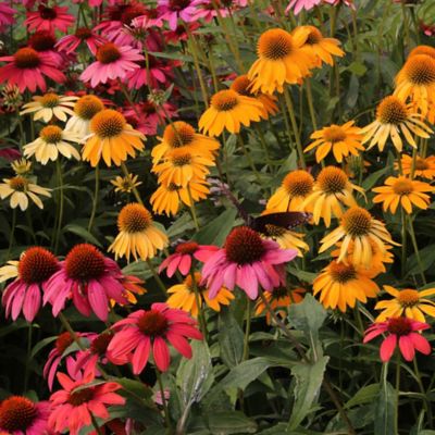 Image showing  Cheyenne Spirit Everbloom Echinacea Plant Set, 6 pc.