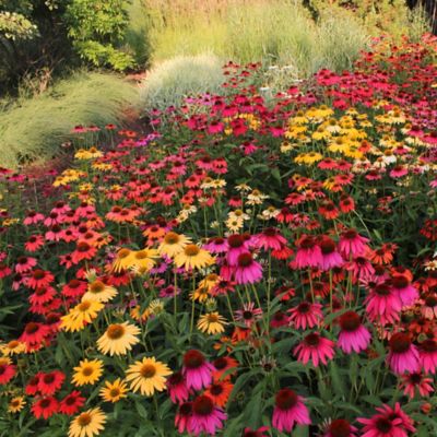 Image showing  Cheyenne Spirit Everbloom Echinacea Plant Set, 6 pc.