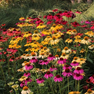 Image showing  Cheyenne Spirit Everbloom Echinacea Plant Set, 6 pc.