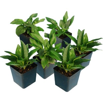 Image showing  Cheyenne Spirit Everbloom Echinacea Plant Set, 6 pc.