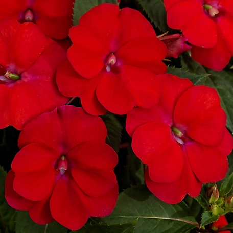 National Plant Network 2.5 in. Compact Fire Red SunPatiens Plant Set, 4 pc.