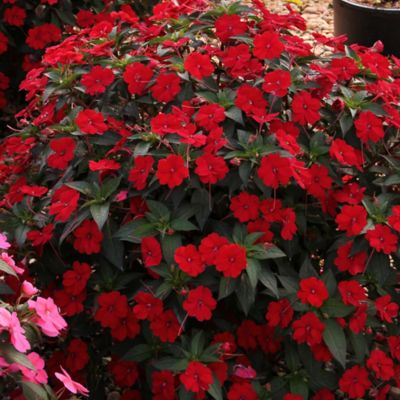 Image showing  2.5 in. Compact Fire Red SunPatiens Plant Set, 4 pc.