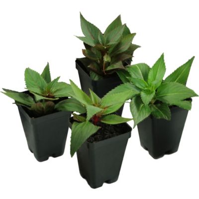 Image showing  2.5 in. Compact Fire Red SunPatiens Plant Set, 4 pc.
