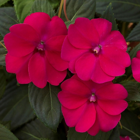 National Plant Network 2.5 in. Compact Royal Magenta SunPatiens Plant, 4 pc.