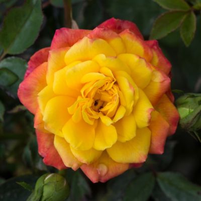 Image showing  4 in. Sunblaze Rainbow Mini Rose Plant, 2 pc.