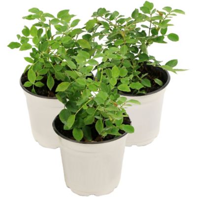 Image showing  4 in. Sunblaze Rainbow Mini Rose Plant, 2 pc.