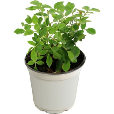 Image showing  4 in. Sunblaze Rainbow Mini Rose Plant, 2 pc.